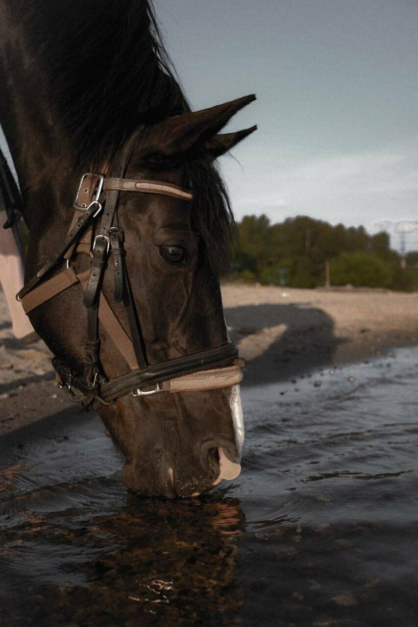 Гостевой дом Вишневый сад Городец-97
