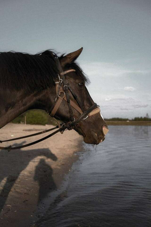 Гостевой дом Вишневый сад Городец-40